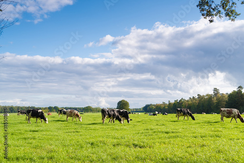 frisian cows in meadow