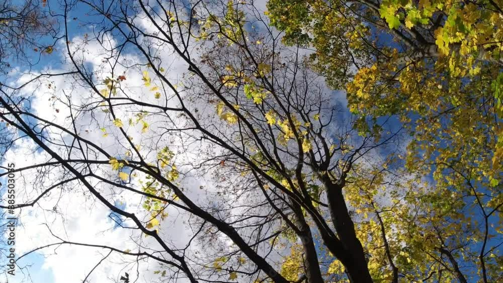 Autumn public park with yellow trees, trees against blue sky during sunny autumn day, 4k video Autumn public park with yellow trees, trees against blue sky during sunny autumn day, 4k video