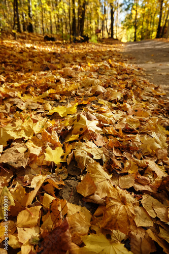 Close-up fallen colorful leaves. Fall concept. Autumn foliage.