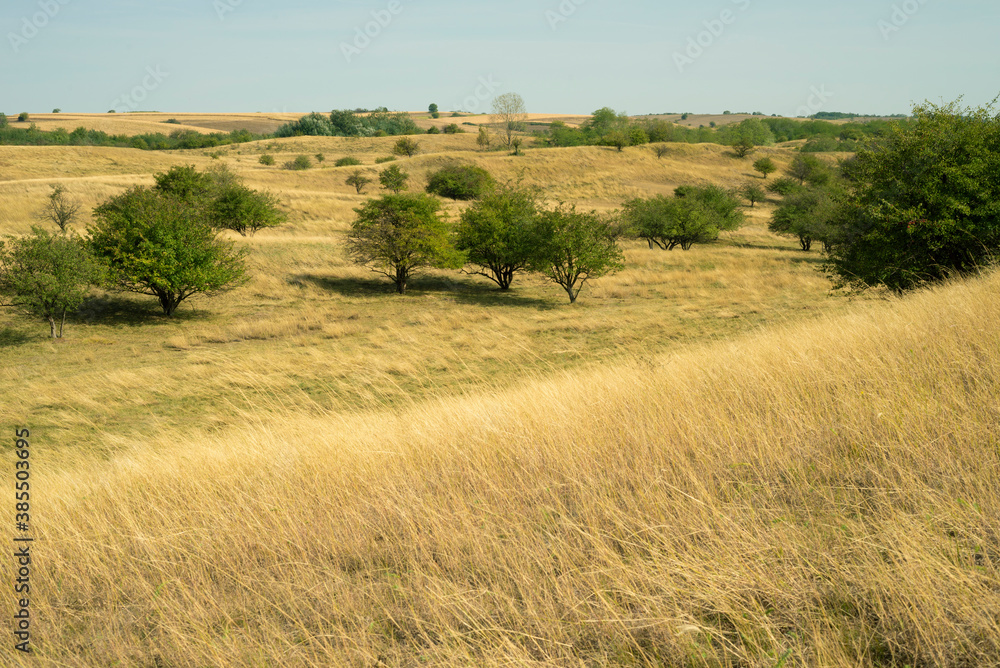 Beautiful grassland landscape with small trees, Deliblatska pescara, Zagajicka brda,  Serbia