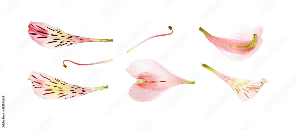 Set of pink alstroemeria petals and stamens