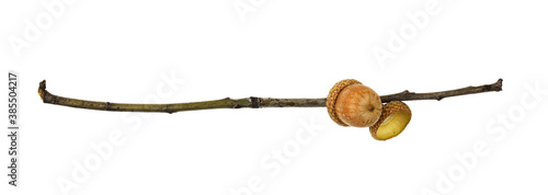 Twig with oak acorn (Quercu...