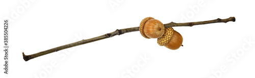 Twig with oak acorns
