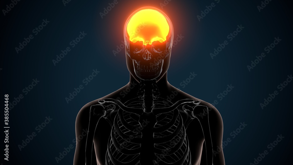 3d illustration of human skeleton skull frontal bone anatomy 3d illustration of human skeleton skull frontal bone anatomy