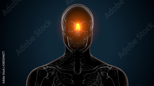 3d render of human skeleton nasal cartilage anatomy 