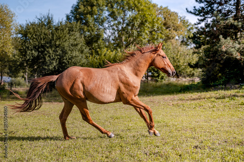 Chestnut horse in autumn season  portrait of running horse.
