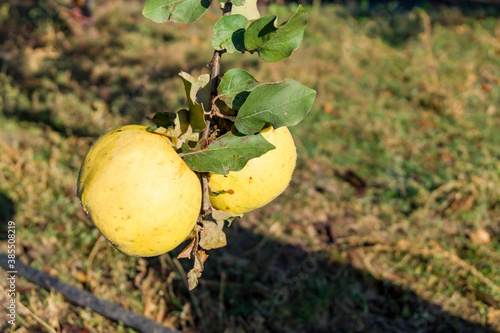 Quince fruits hanging on a ...