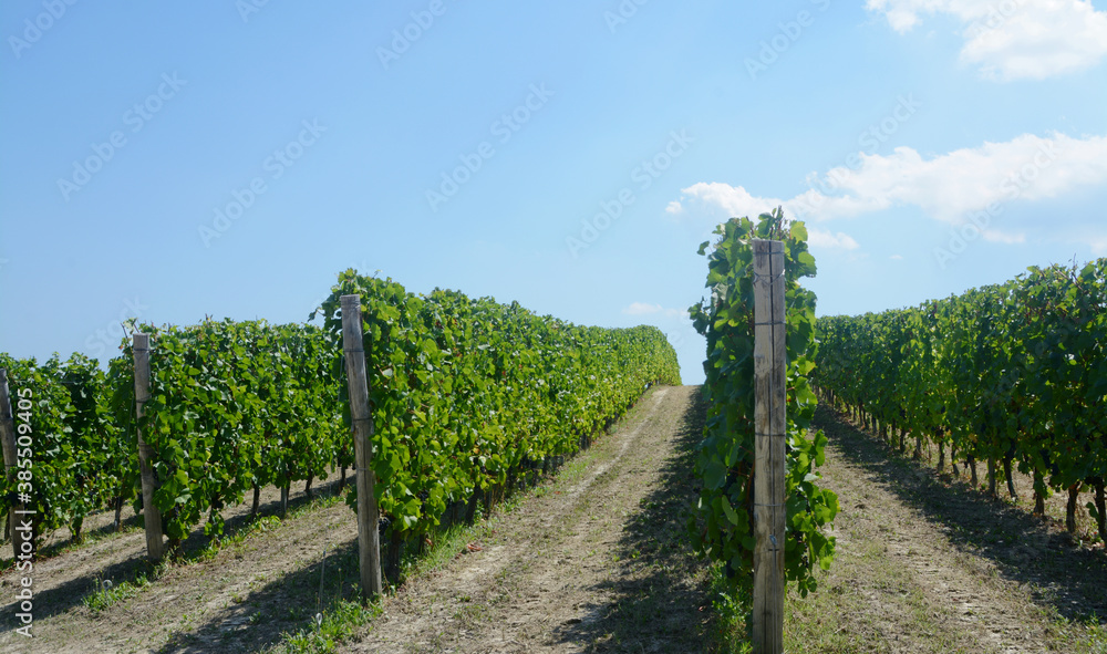 Obraz premium The vineyards of the Langhe along the rows are a subject of great fascination especially in the period of harvest.