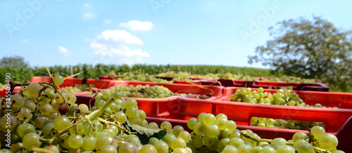 фотографія The harvest of the Muscat and Chardonnay grapes in the Langhe is an event of great beauty waiting for the good wines