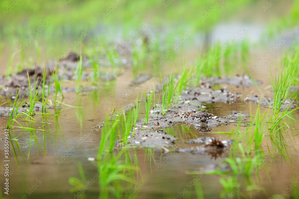 田植え後の水田 田植え後の水田