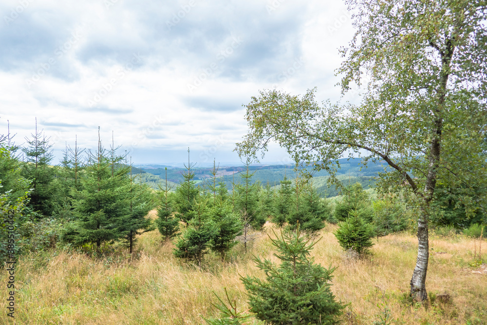Young conifers near Netphen in North Rhine-Westphalia, Germany