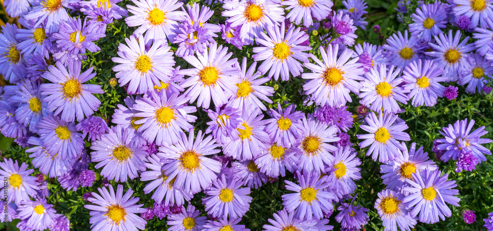 Banner of white and purple little october asters unevenly lit by the sun