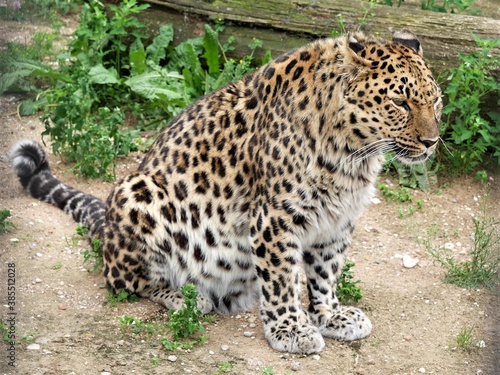 Amur leopard is sitting on the ground..