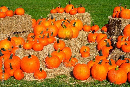 Display of round orange pumpkins at the farmers market in the fall