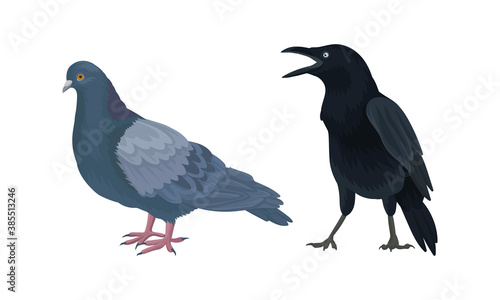 Feathered Birds or Avian with Crow and Pigeon Vector Set