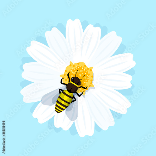 Honey bee is sitting on the flower