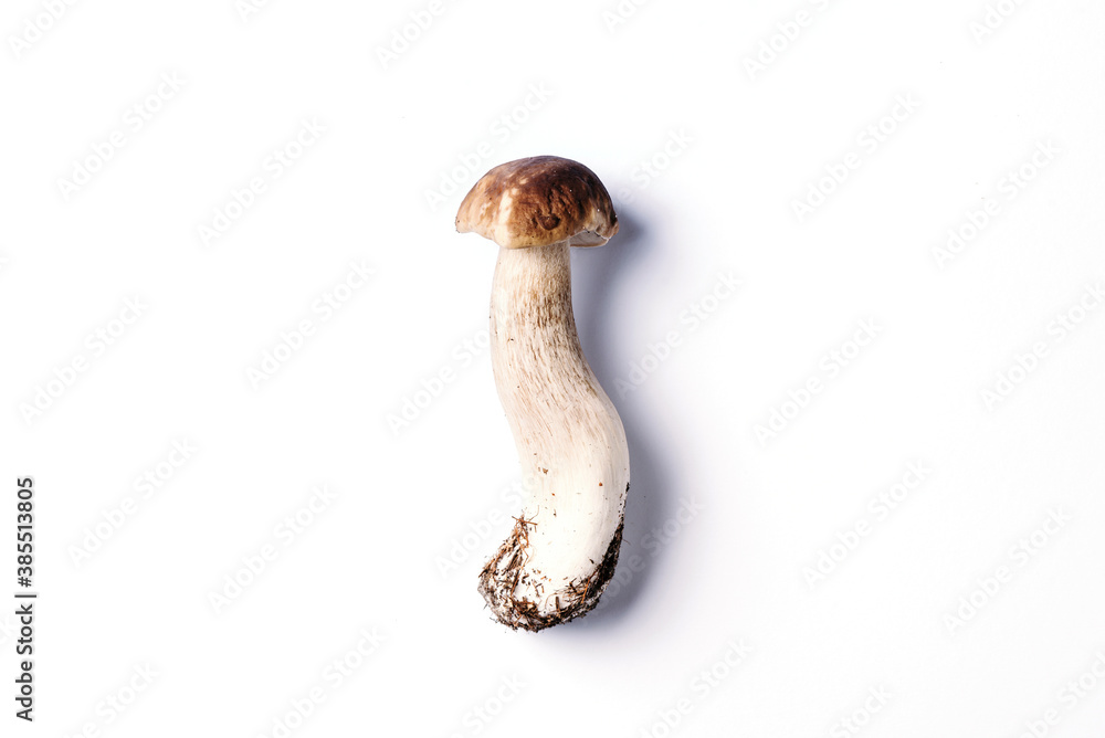 Cep mushroom picking. Boletus edulis mushroom isolated on white background. Copy space. Top view. Organic forest food, edible fresh picked Porcini mushroom. Autumn harvest concept. Cep mushroom picking. Boletus edulis mushroom isolated on white background. Copy space. Top view. Organic forest food, edible fresh picked Porcini mushroom. Autumn harvest concept.