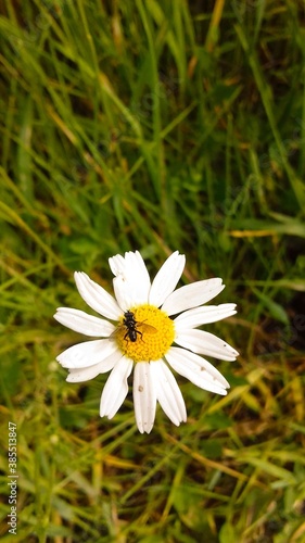 fly on a daisy