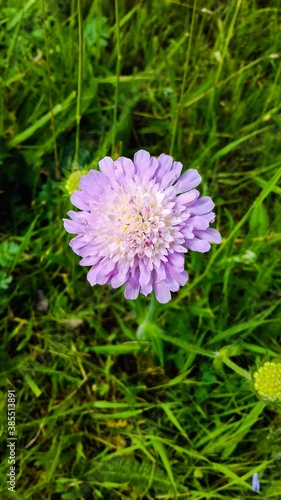 flower in the grass
