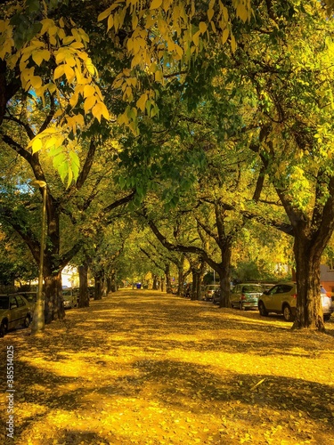 alley from trees