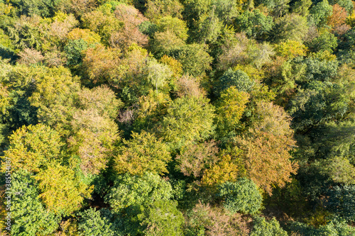 Top view of discolored deciduous trees in autumn in the Taunus / Germany in sunny weather