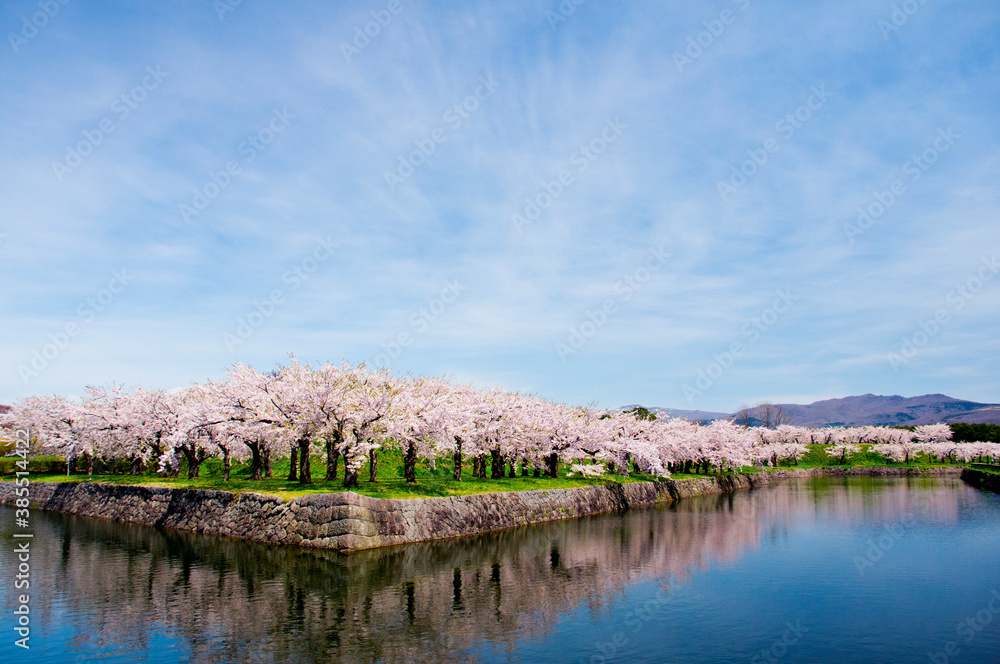 五稜郭庭園と桜