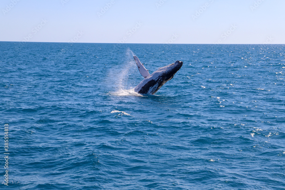 Naklejka premium Whale Watching in Australien
