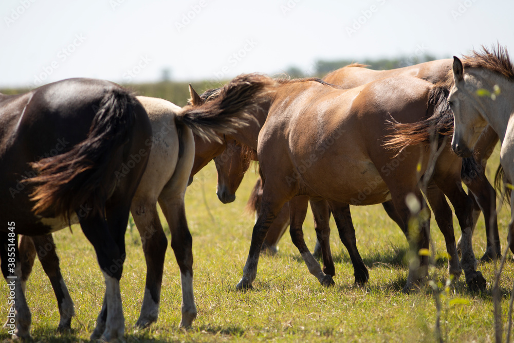 Caballos en el campo pampeano Caballos en el campo pampeano