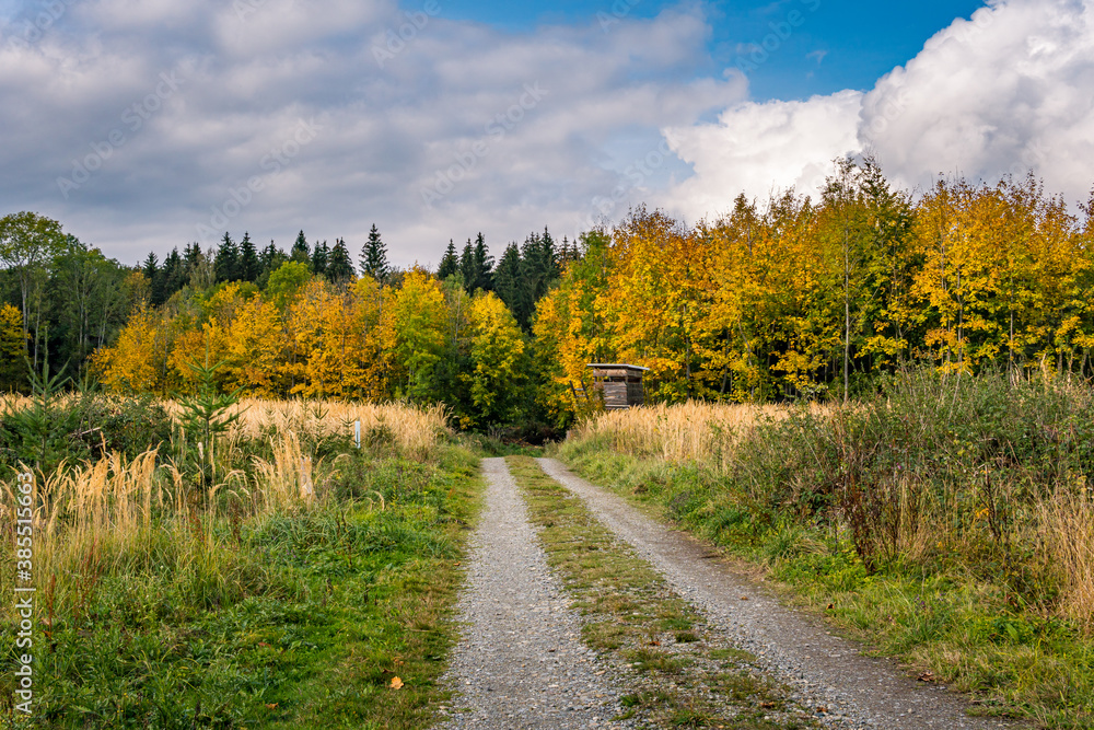 beautiful autumn hike in the colorful forest near wilhelmsdorf