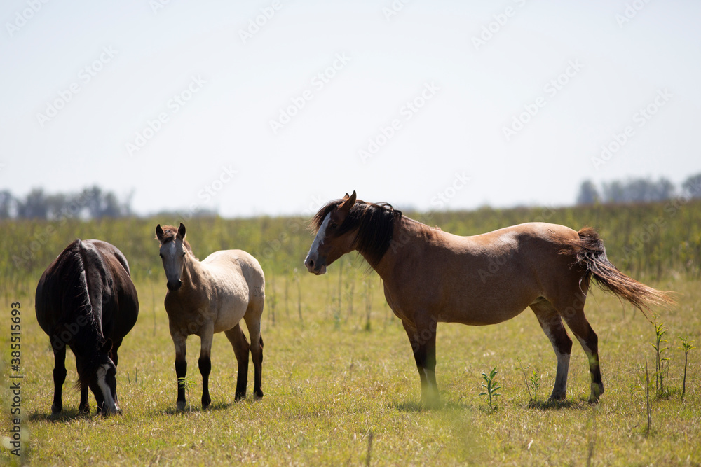 caballos en el campo pampeano caballos en el campo pampeano