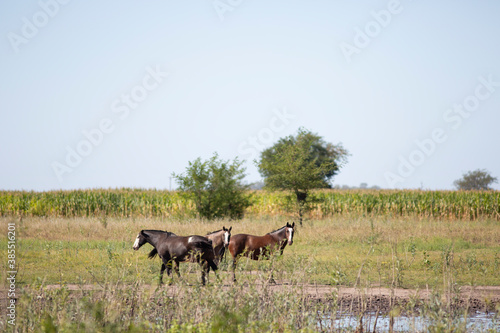caballos en el campo pampeano © Santa001