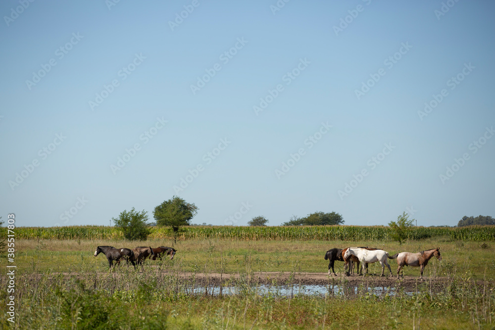 Obraz premium caballos en el campo pampeano