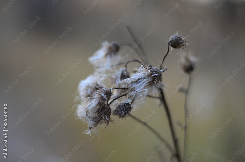A dried field flower that was photographed on the Bank of the river Tsna . A dried field flower that was photographed on the Bank of the river Tsna .
