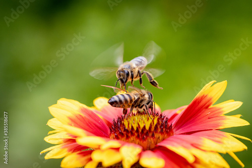 Bee on a orange flower collecting pollen and nectar for the hive © photografiero