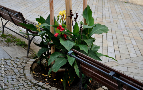 between the benches under the trees are planted tall tuberous flowers with red and yellow flowers similar to a banana tree. gray paving wood paneled benches. gray granite cobblestone pavement photo