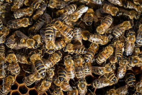 Bees working on a frame in a healthy hive © photografiero