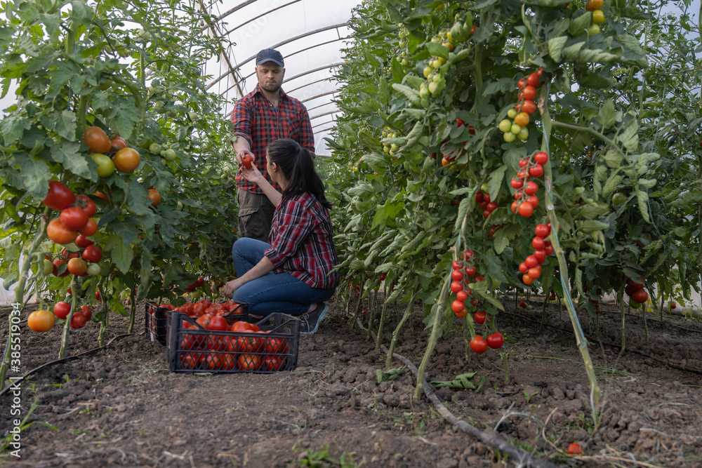Fototapeta premium Friendly team harvesting fresh tomatoes from the greenhouse garden