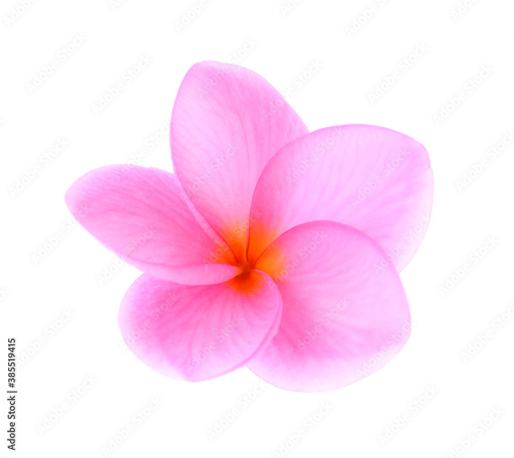 Plumeria isolated on white background. Plumeria isolated on white background.