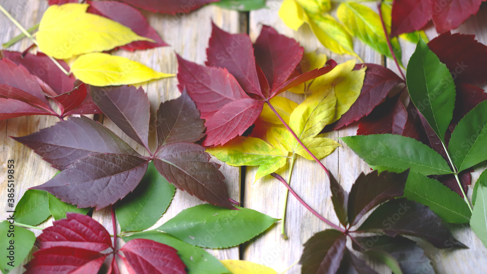 Selective focus. Colored autumn leaves as background. Toning. Selective focus. Colored autumn leaves as background. Toning.