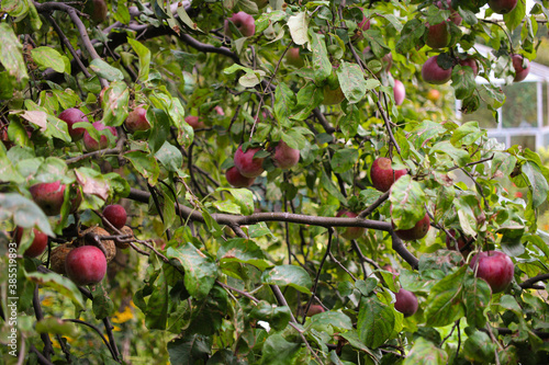 fresh juicy apples on the apple tree