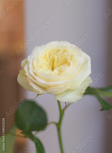 Juliet rose  pale yellow. Macro photo