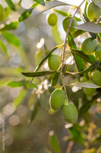 Green organic fresh olives on the olive tree