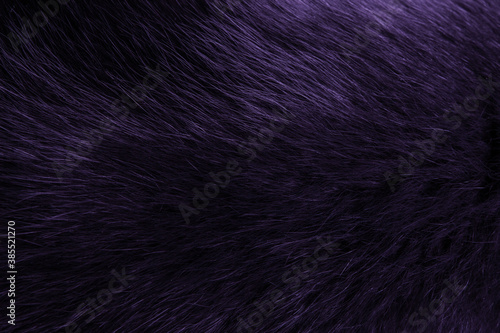 Texture of beautiful purple fox fur close up. Purple background, toned