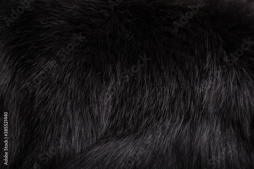 Texture beautiful black fluffy fox fur close-up. Black background