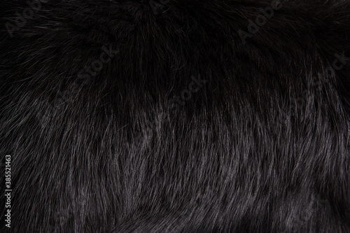 Texture beautiful black fluffy fox fur close-up. Black background