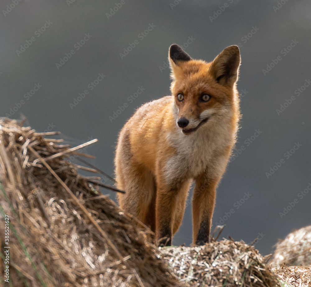 Fototapeta premium Red Fox, young, one of 2 siblings, playing among hay bales