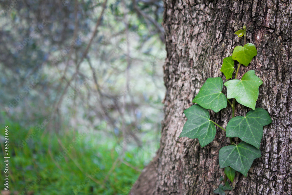 Ivy on a tree trunk, Southern Italy