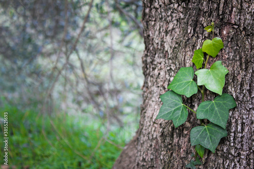 Ivy on a tree trunk  Southern Italy