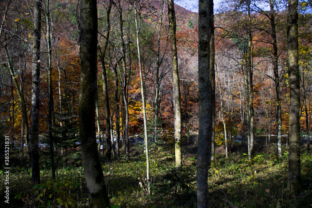 October, autumn arrives and colors the Pesio Valley Park