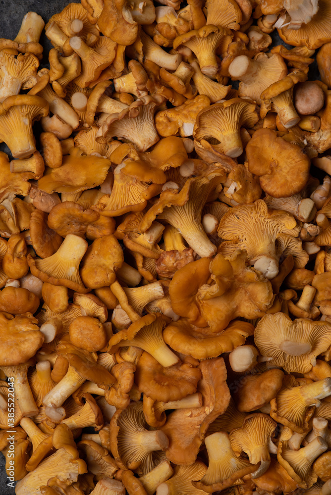 background with many chanterelle mushrooms background with many chanterelle mushrooms